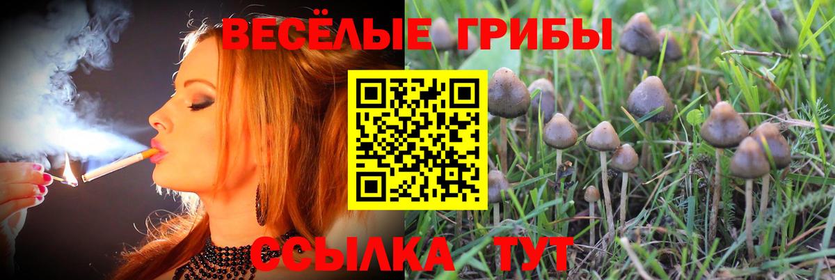 Кудрово  Псилоцибиновые грибы мицелий  Вход с VPN 